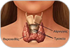 Θυρεοειδής αδένας